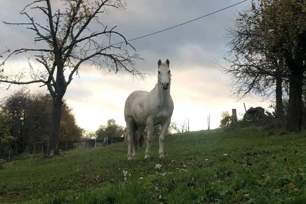 Pferd steht auf Wiese im Herbst und schaut in die Kamera, anderes Pferd im Hintergrund