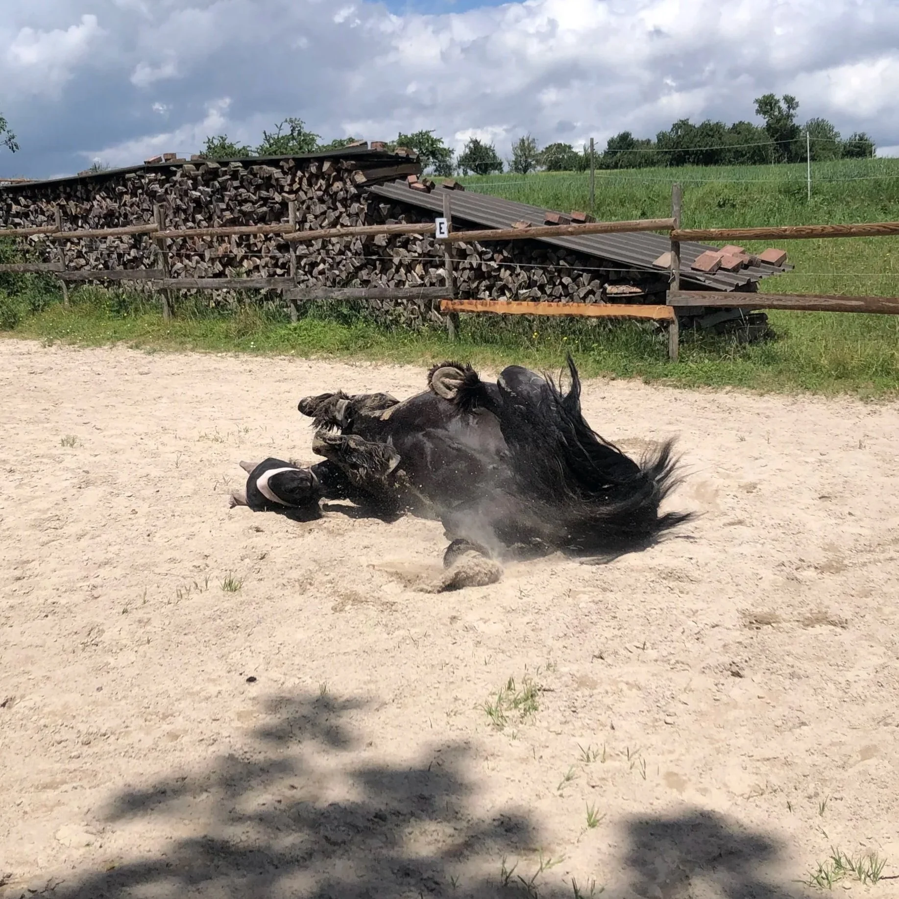 Pferd wälzt sich genüsslich auf dem Sandplatz
