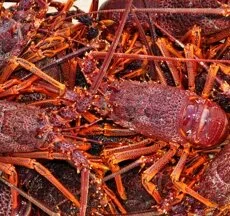 TARFish submission - Rock Lobster TAC review Nov 2019