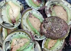 TARFish submission - Proposed amendments to Abalone Management Plan