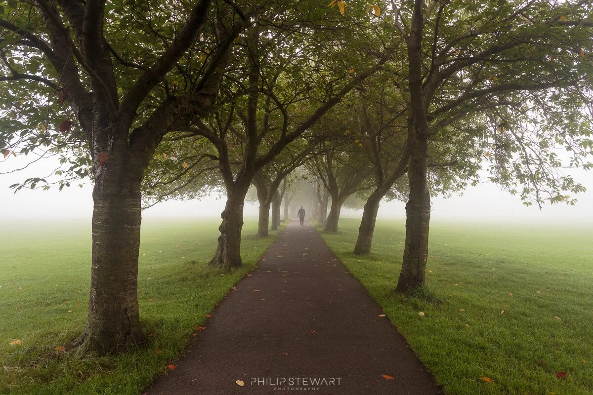 The Meadows