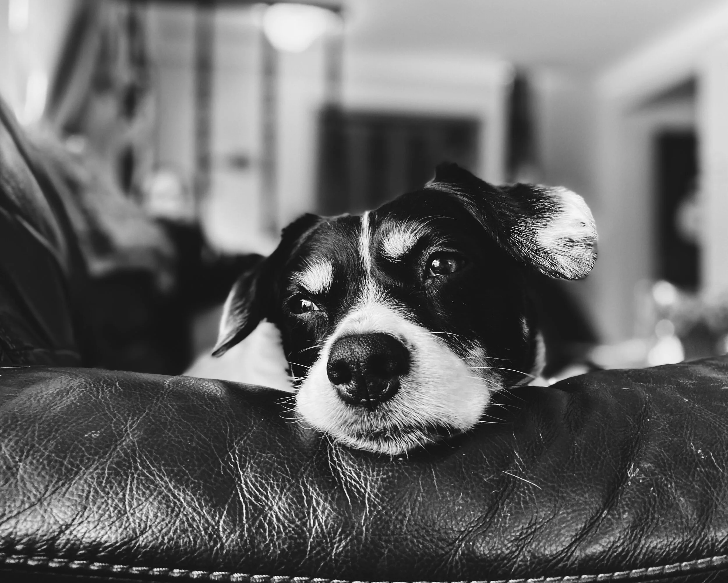 Old dog lays tired head on arm rest of couch