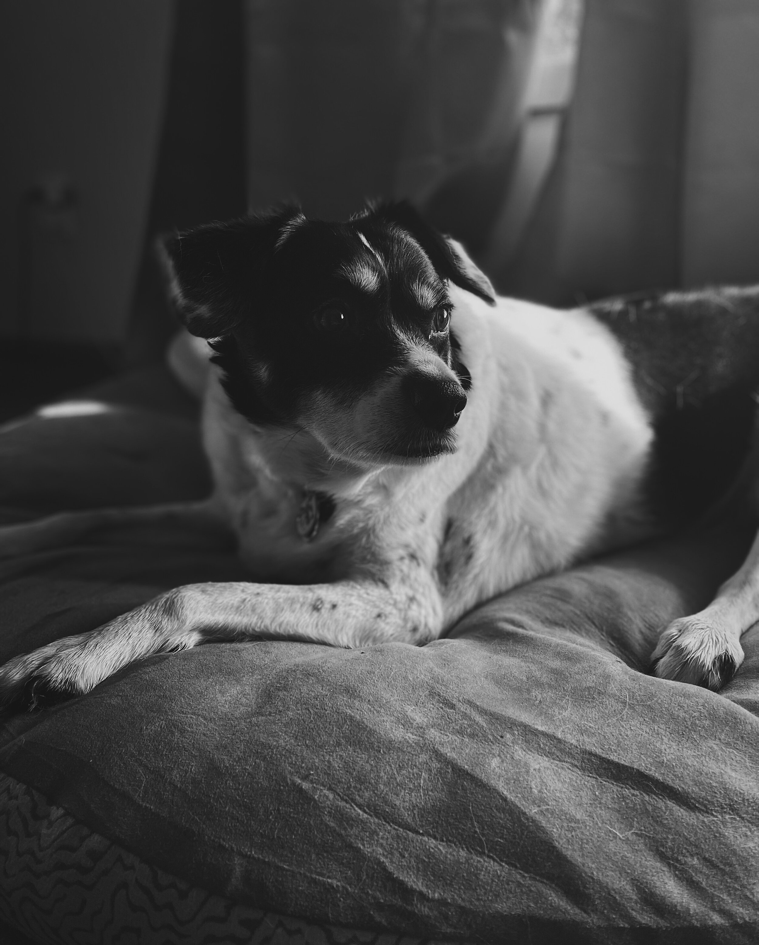 Dog rests on his bed