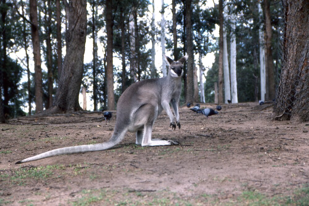 Wallaby, near Brisbane