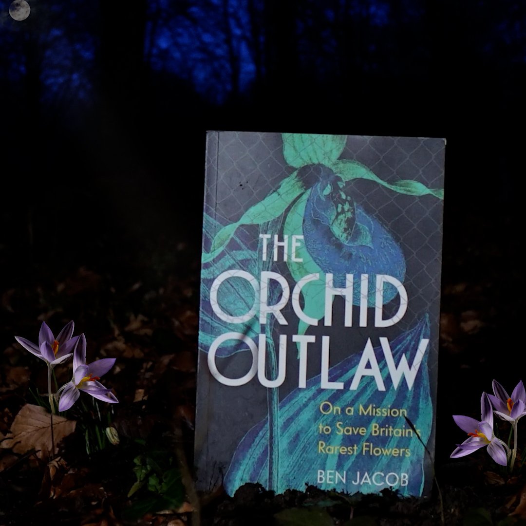 Square Orchird Edit 3.00_00_09_15.Still006.jpg