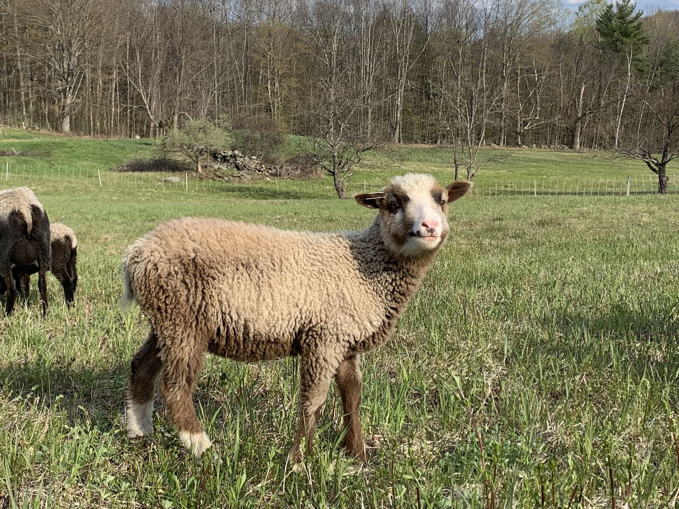 Freezer Lamb — Boondoggle Farm