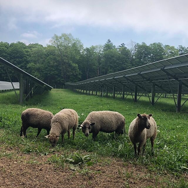 Weaned the oldest of the ram lambs this week, and moved them to the solar pasture with the big boys. #finnsheep #pasturedlamb #grassfed #lamb #solarpowered #sustainable #putney #localvore #locavore #humanelyraised #putneylife #putneyvt