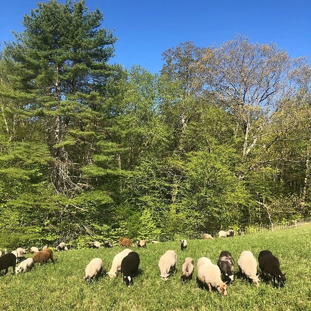 Morning pasture.
#finnsheep #grassfed #lamb #vermont #localvore #fleece #sheep #spinnersofinstagram #knittersofinstagram