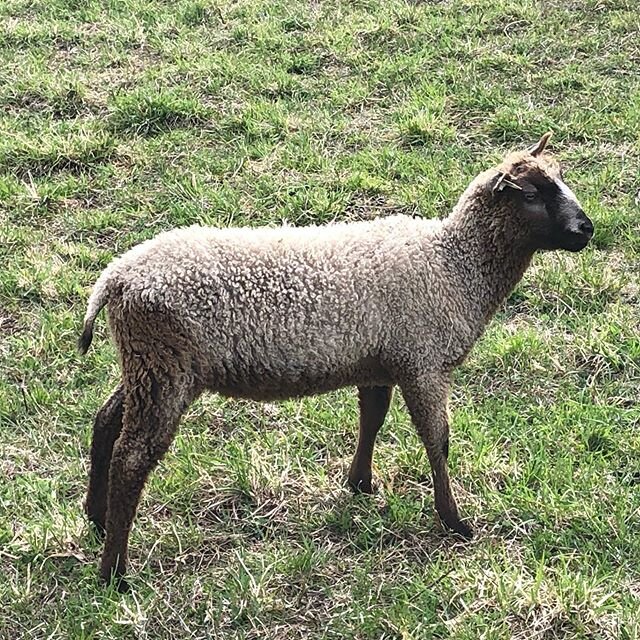 This brown badger ram lamb is one of Ellie&rsquo;s quads. His brother is going to Connecticut next month. They both have a solid frame, and consistent lustrous fleece. He carries the R gene for scrapie resistance. #handsome #finnsheep #ramlamb #breed