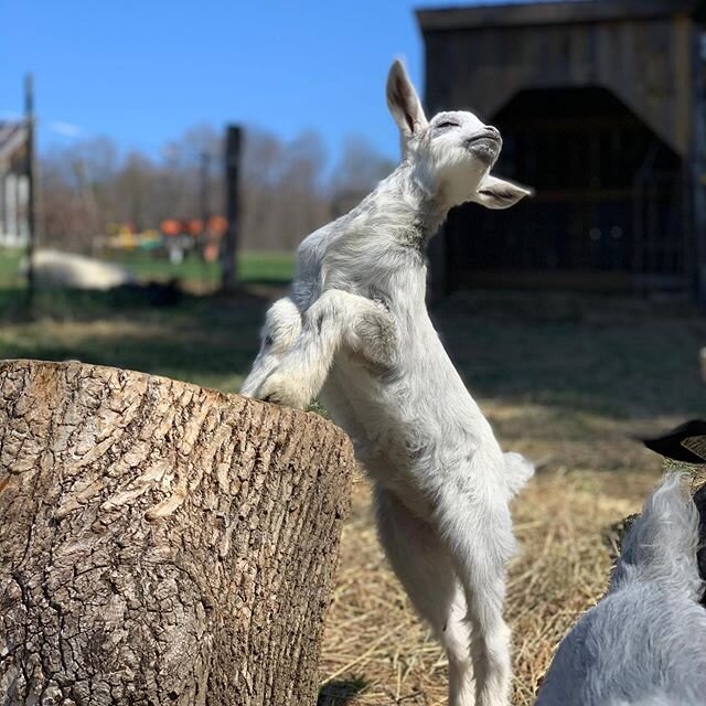 Zora&rsquo;s telling it like it is today. #goodmorningsunshine #cashmeregoats  #supermodel #princess #bliss