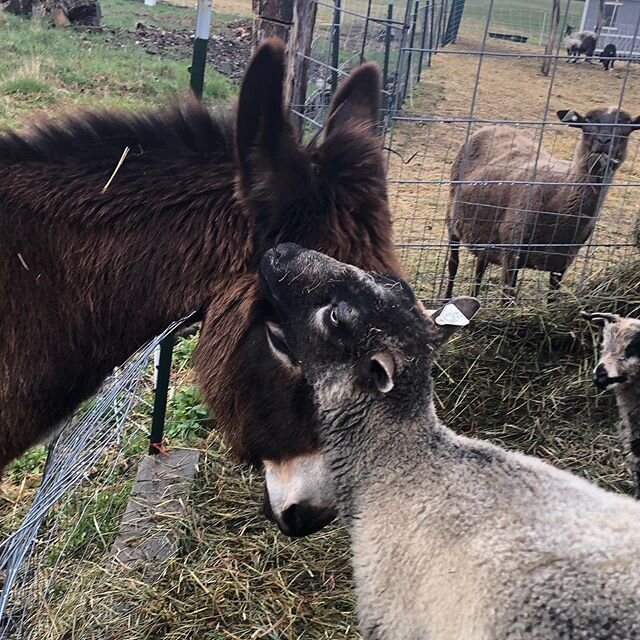 Marigold and Edel are easing restrictions. #donkey #donkeysofinstagram #finnsheep #love #livestockguardian