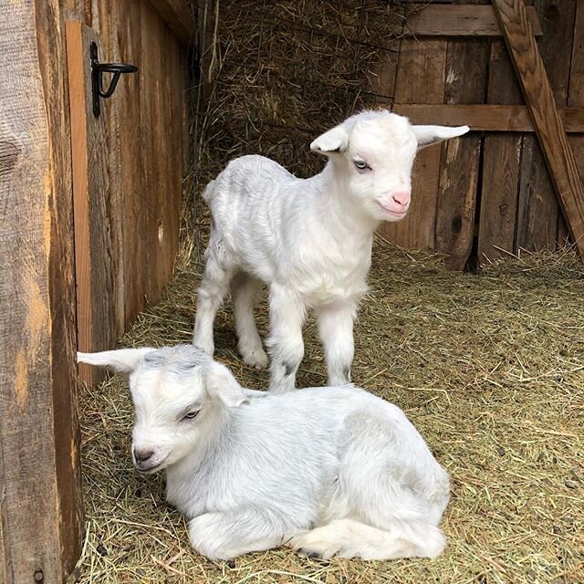 Cashmere, baby! Zena&rsquo;s twins, Zephyr and Zora, both got their sire&rsquo;s silver coat and Zena&rsquo;s crisp blue eyes. 😍 #otherworldly #magical #cashmere #goats #goatkids #gotyourgoat #smallfarm #resilience