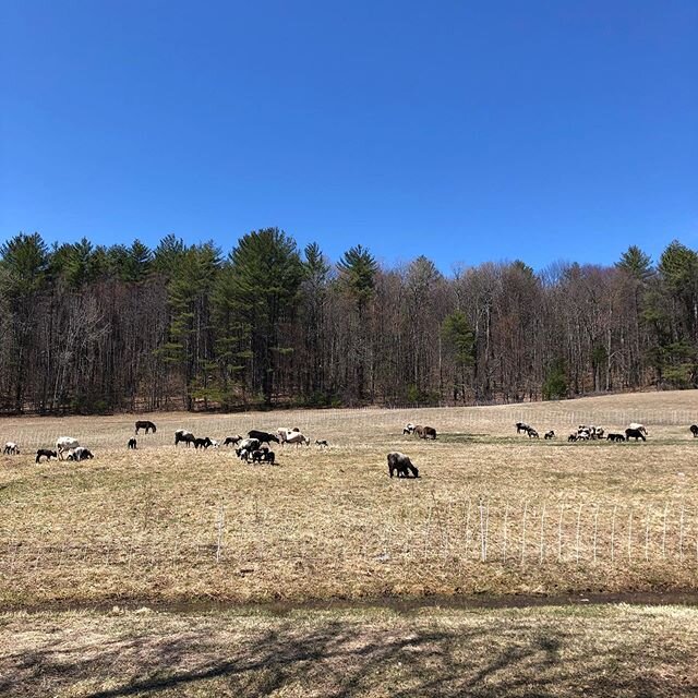 Spring has sprung!
Can you spot Marigold, the donkey? #firstdayout #springgrass #finnsheep #donkey #lambs #grazing #beautifulday #putney #vermontlife