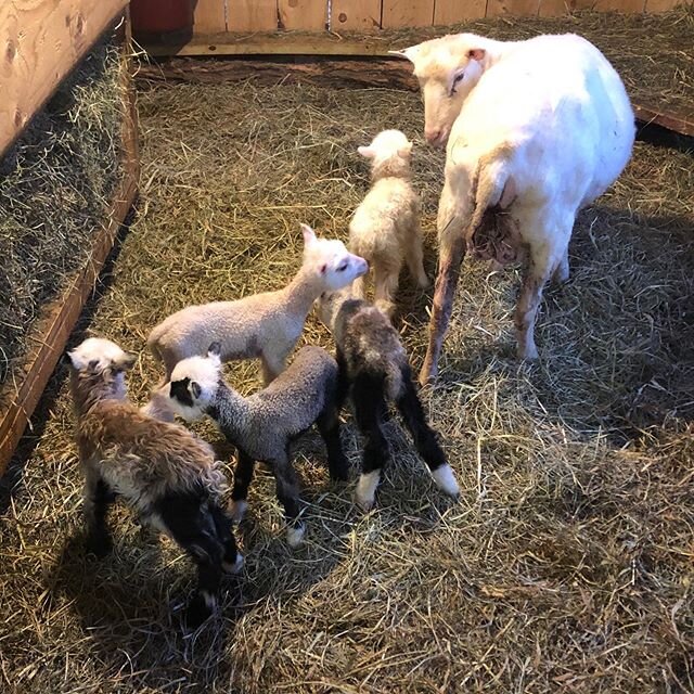 And March, once again, goes out like a lamb. Brigetta delivered a beautiful set of #quintuplets to close out lambing season. #laborintensive #lambing2020 #sleepthroughthenight #grateful #finnsheep #lambs #shepherding  #eatlambwearwool #locavore #keep