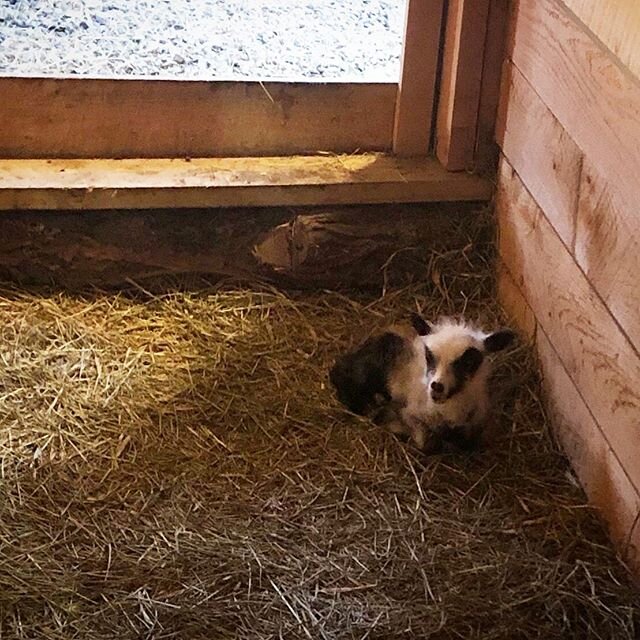 Twiga is making daily trips to the barn now, and is learning what it is to be a sheep. #tiny #precious #lamb #bottlebaby #finnsheep #love #smallisbeautiful #simplegifts #putney