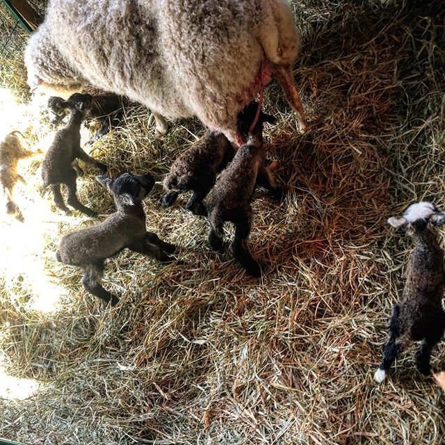 Bella had #septuplets yesterday. #yesshedid #finnsheep #lambinlitters but seven strong, healthy #lambs is a #miracle nonetheless. I am in #awe. #farmher #miracles #vermontlife #myotherjob #bestlife