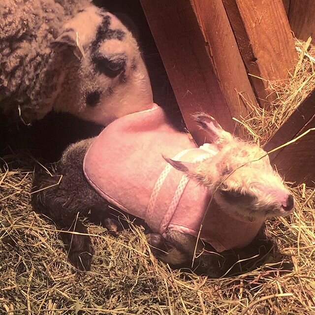 Welcome, Anabelle! We&rsquo;ve only had one other single birth on the farm, and this fawn piebald ewe lamb is a beauty. Her dam, Aisling, was also the first lamb born in her year. #itspink #lamb #finnsheep #lambing #grateful #happybirthday #thinkspri