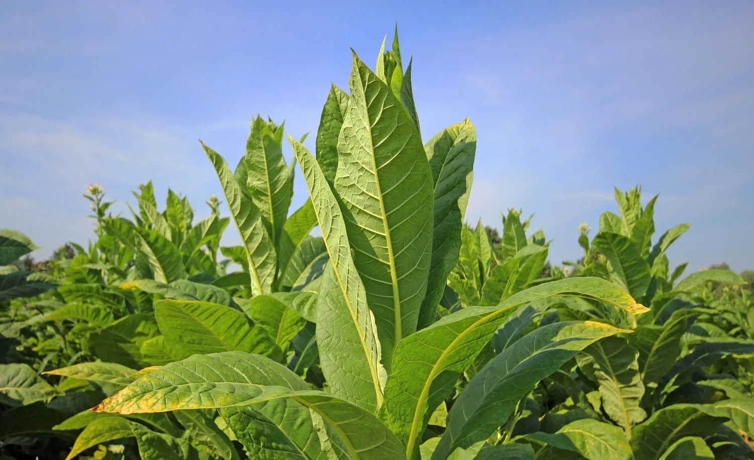 The Leaf