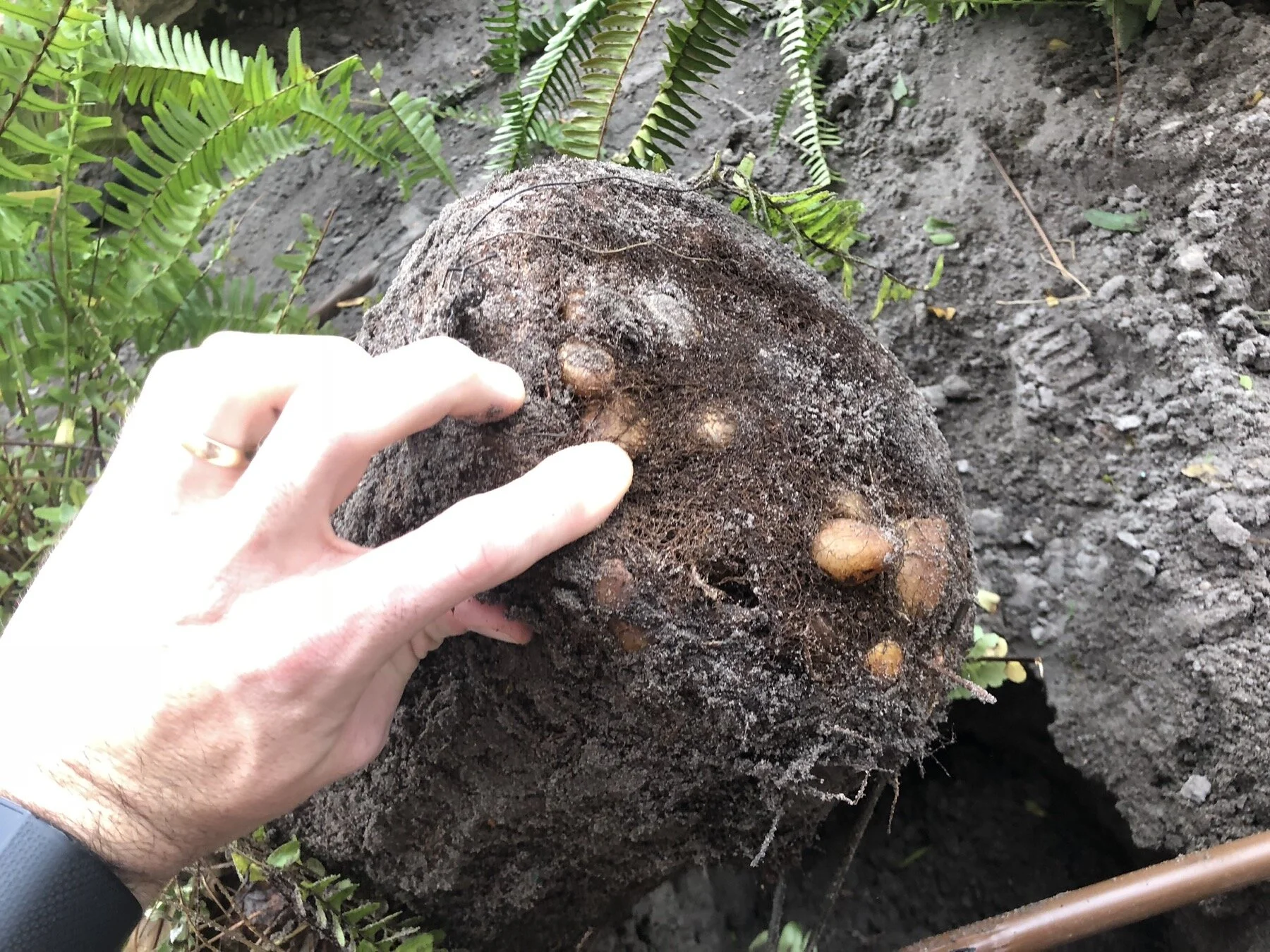 The invasive Chinese sword fern can be identified by the ball-like tubers in its roots.