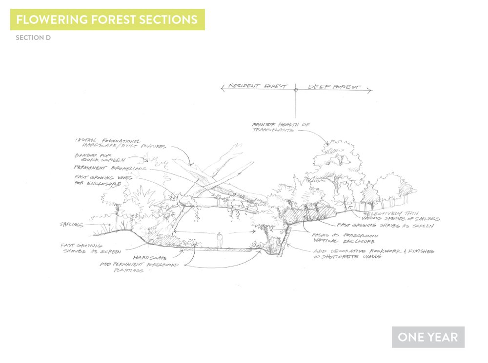 Deep Forest Concepts6.jpg