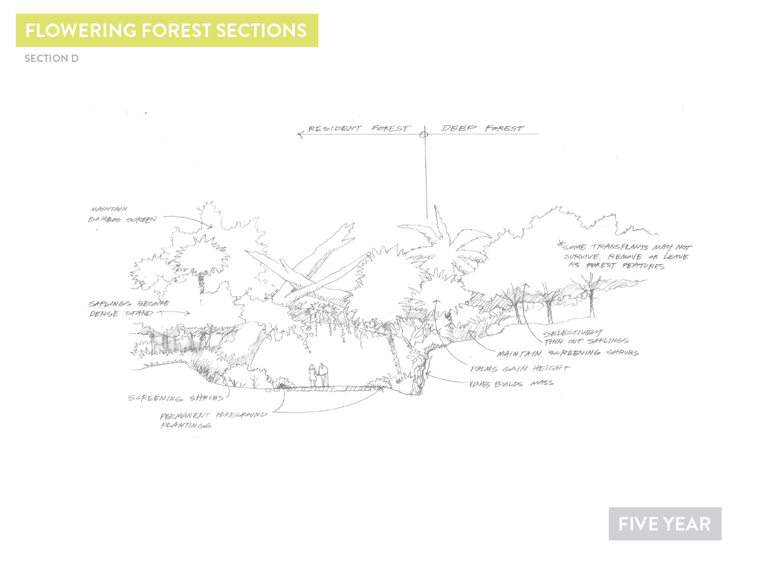 Deep Forest Concepts7.jpg