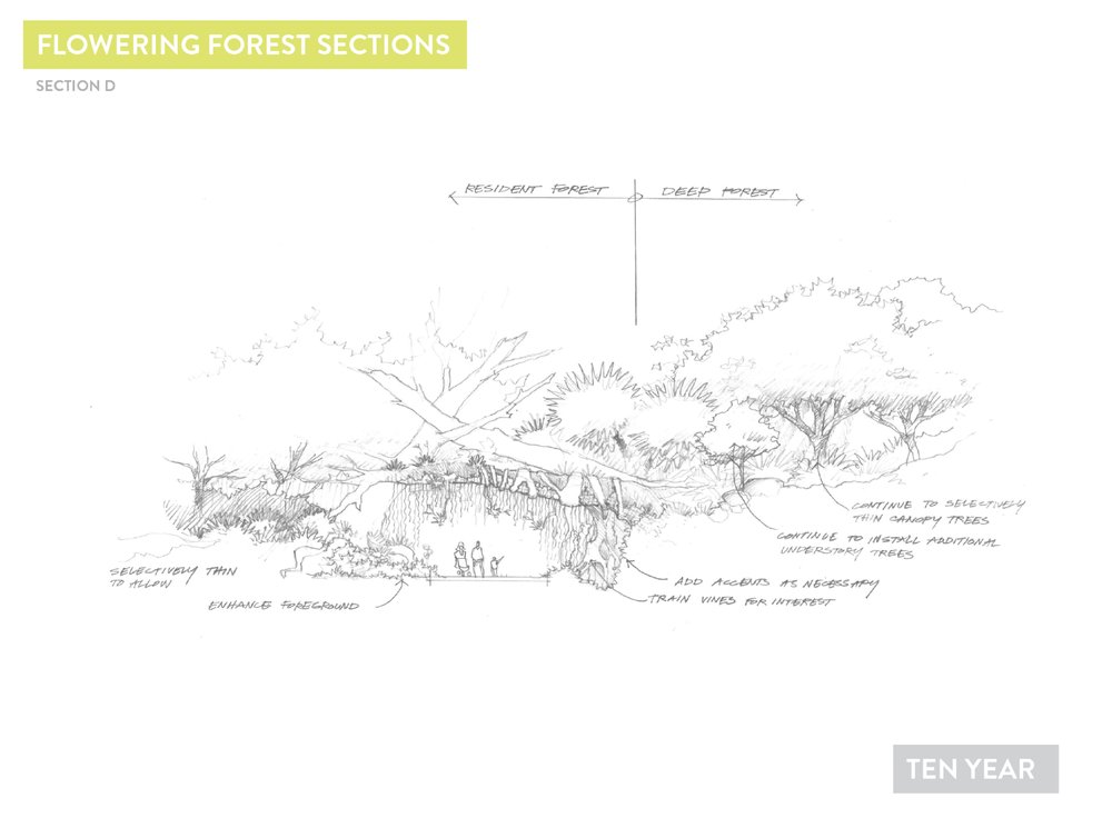 Deep Forest Concepts8.jpg