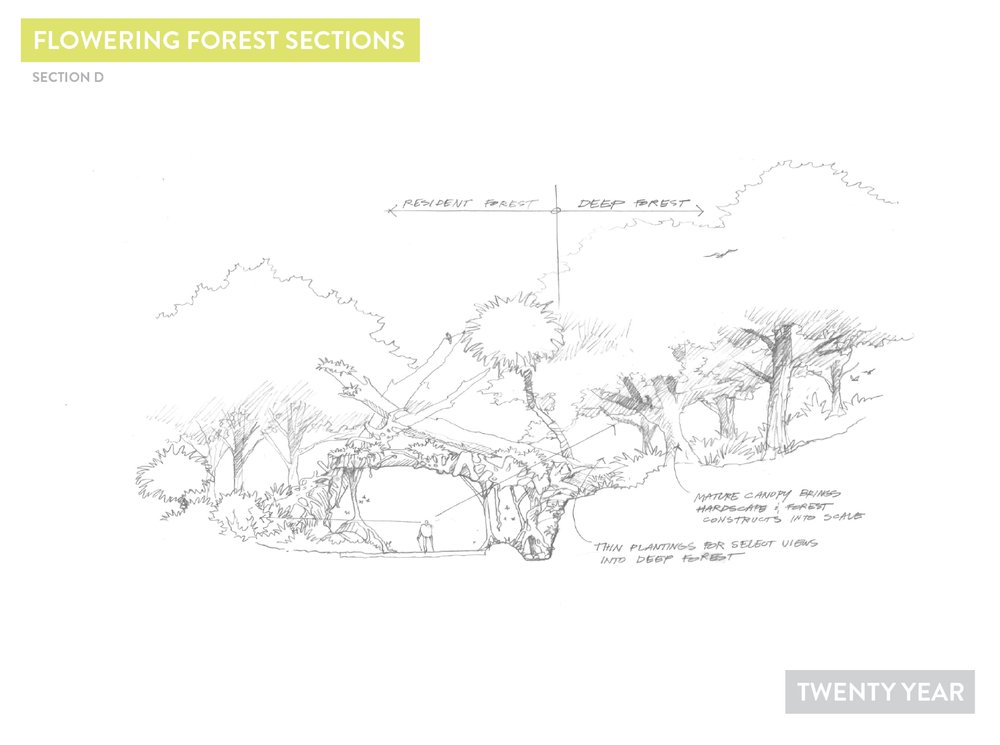 Deep Forest Concepts9.jpg