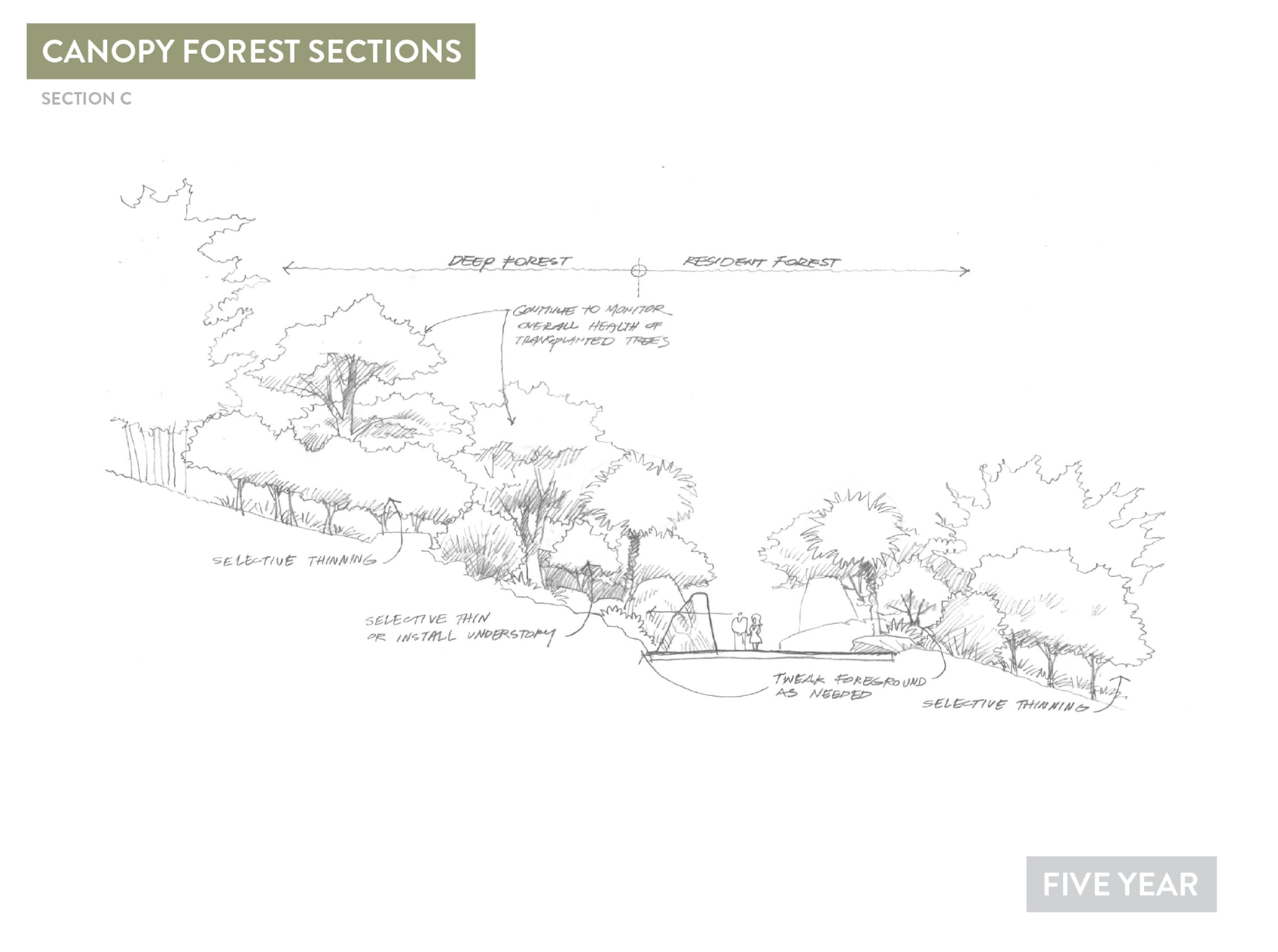 Deep Forest Concepts13.jpg