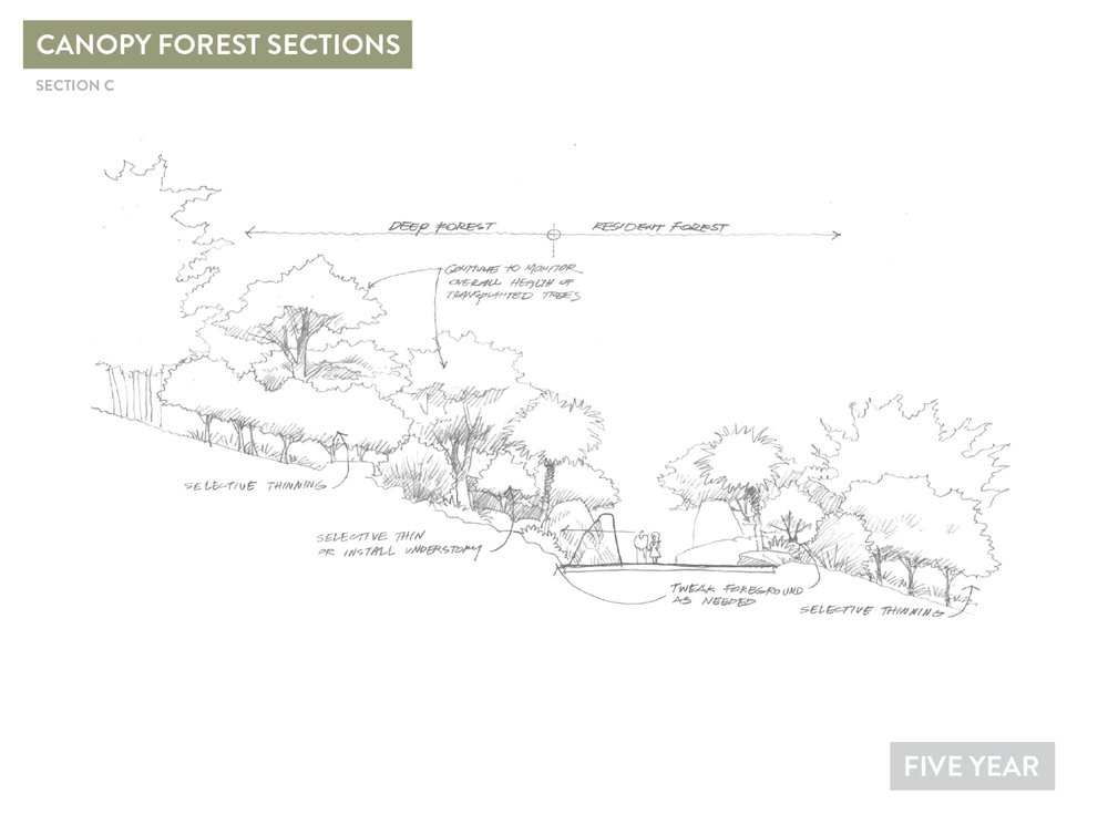 Deep Forest Concepts13.jpg