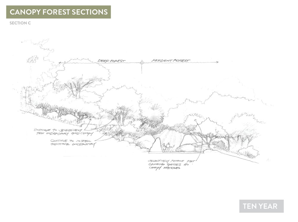 Deep Forest Concepts14.jpg