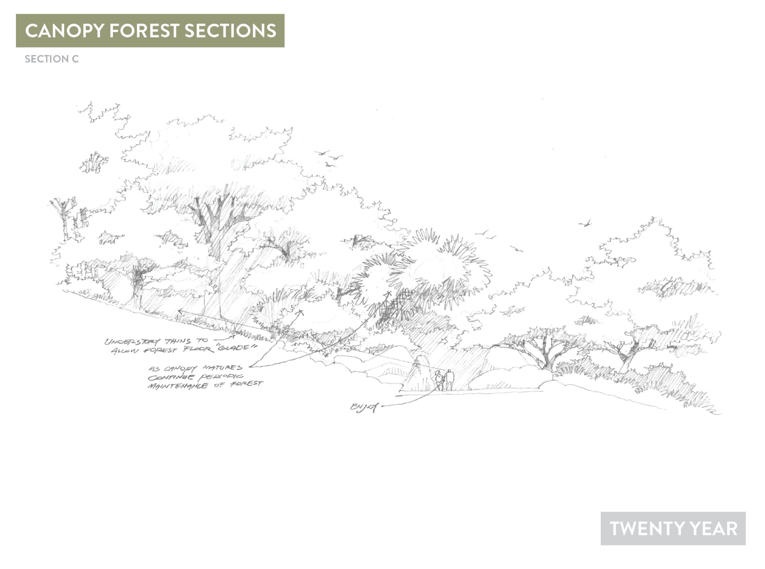 Deep Forest Concepts15.jpg