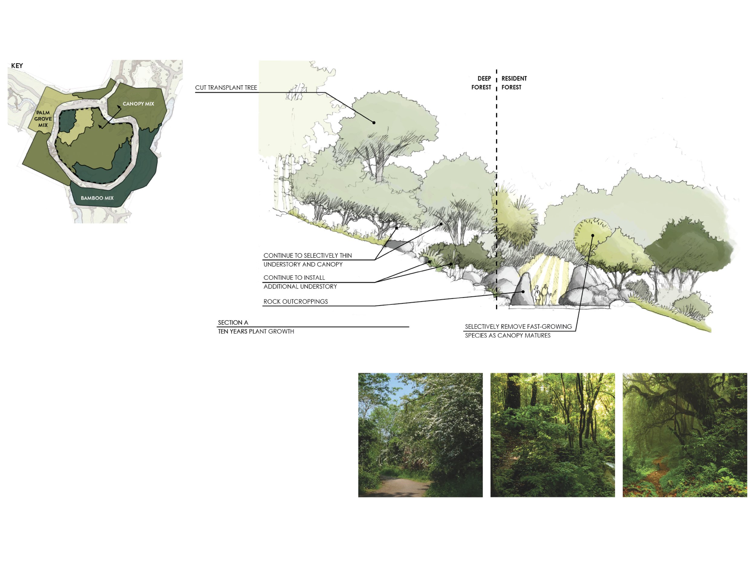 Deep Forest Concepts16.jpg