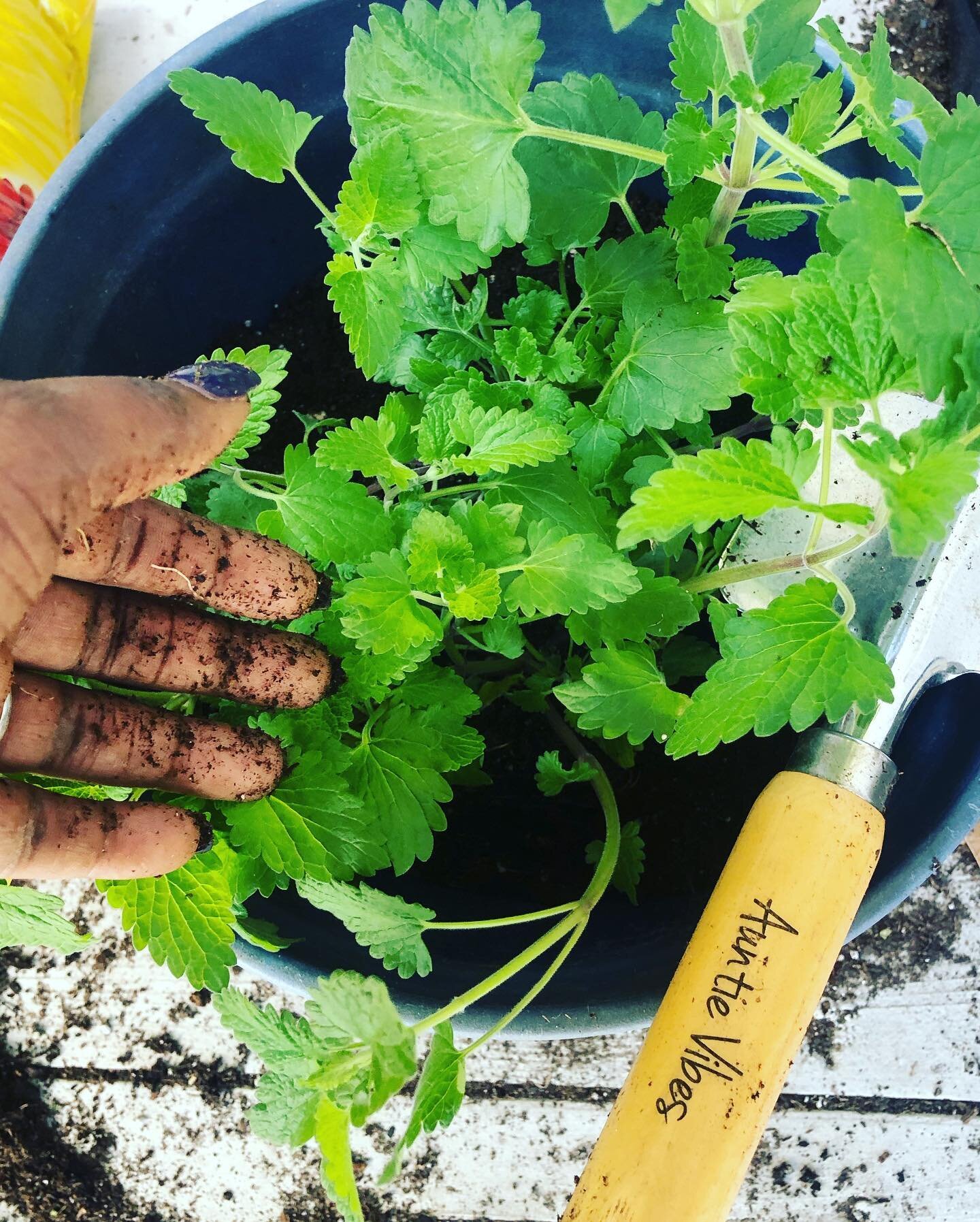 |Plant &bull; Therapy 🪴| The last few weeks have brought so much stress and errant thoughts. I decided today was the right time for a grounding exercise and that means plants. 

I knew I was going to have to start my patio container garden from scra