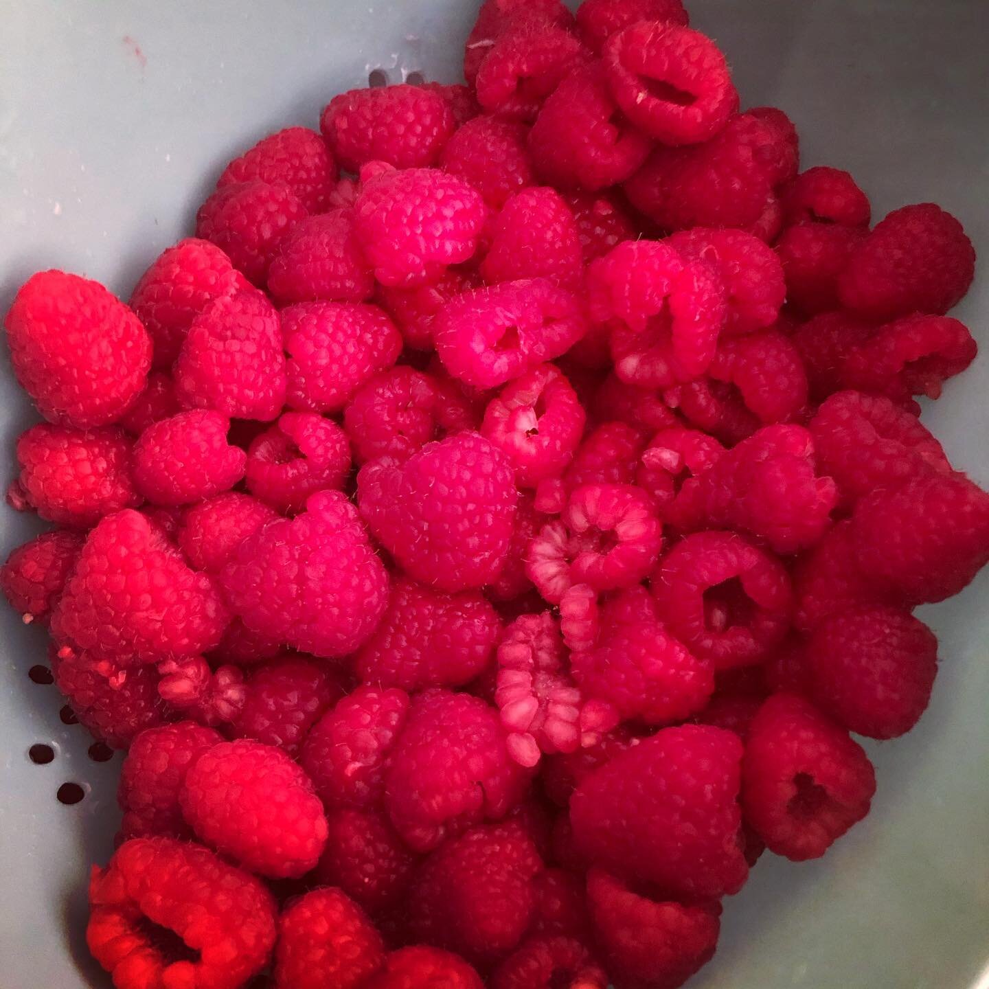 | Early Morning &bull; Berry Bliss🍓| 

I got off to an early start this morning to get these gorgeous raspberries into the dehydrator. They will take 12-14 hours to finish, so the earlier I got them in the better. These ruby red gems will be a part 