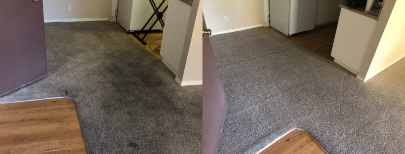 Michael S Carpet Cleaning