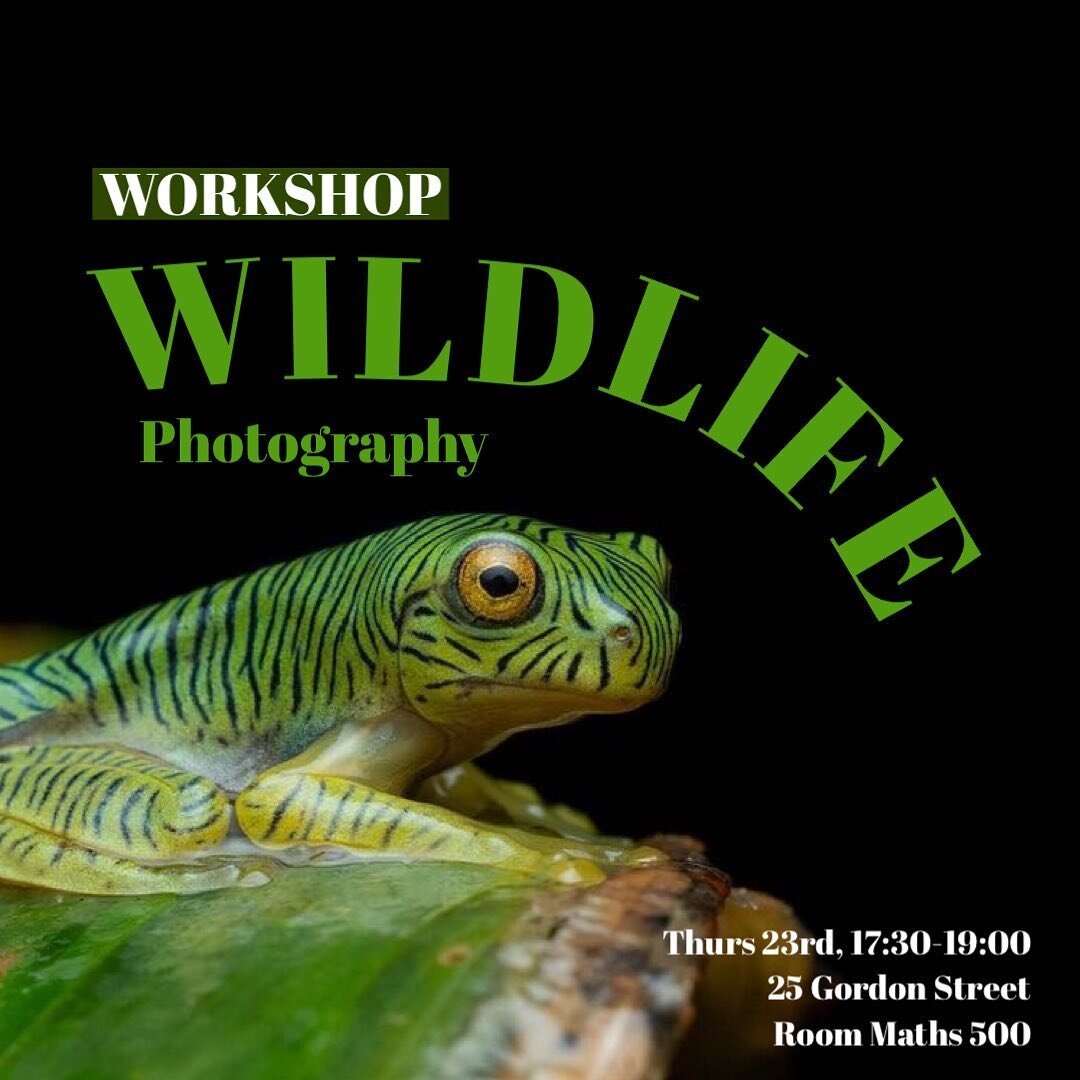 Wildlife Photography workshop this Thursday 23rd March! Run by our events team officer Aadi @6400.iso (who took this frog photo 🐸) and have been involved in the wildlife space for years. Come along to get the down low on wildlife photography and hea