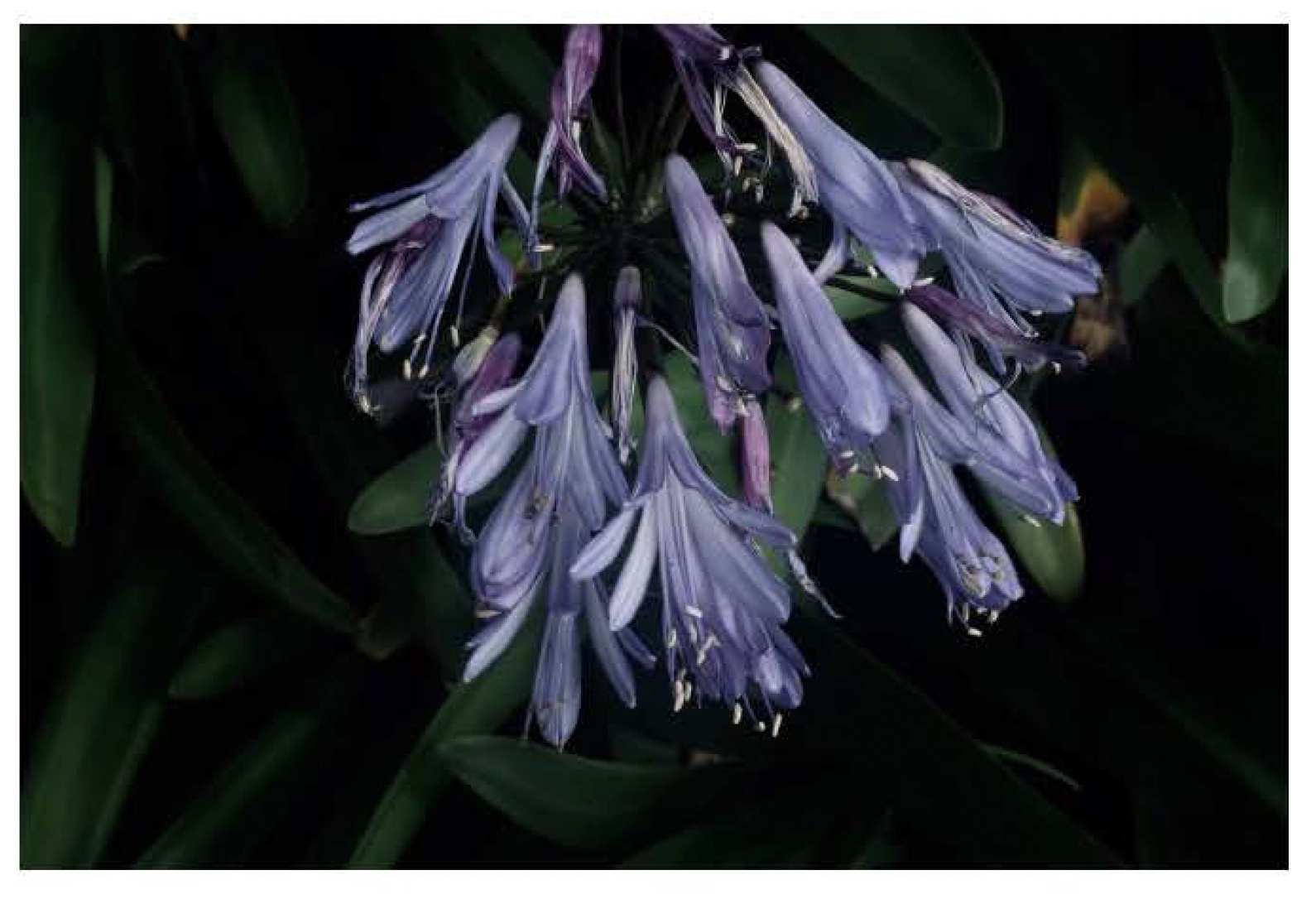 Screen Shot 2021-12-10 at 10.15.44 AM.png