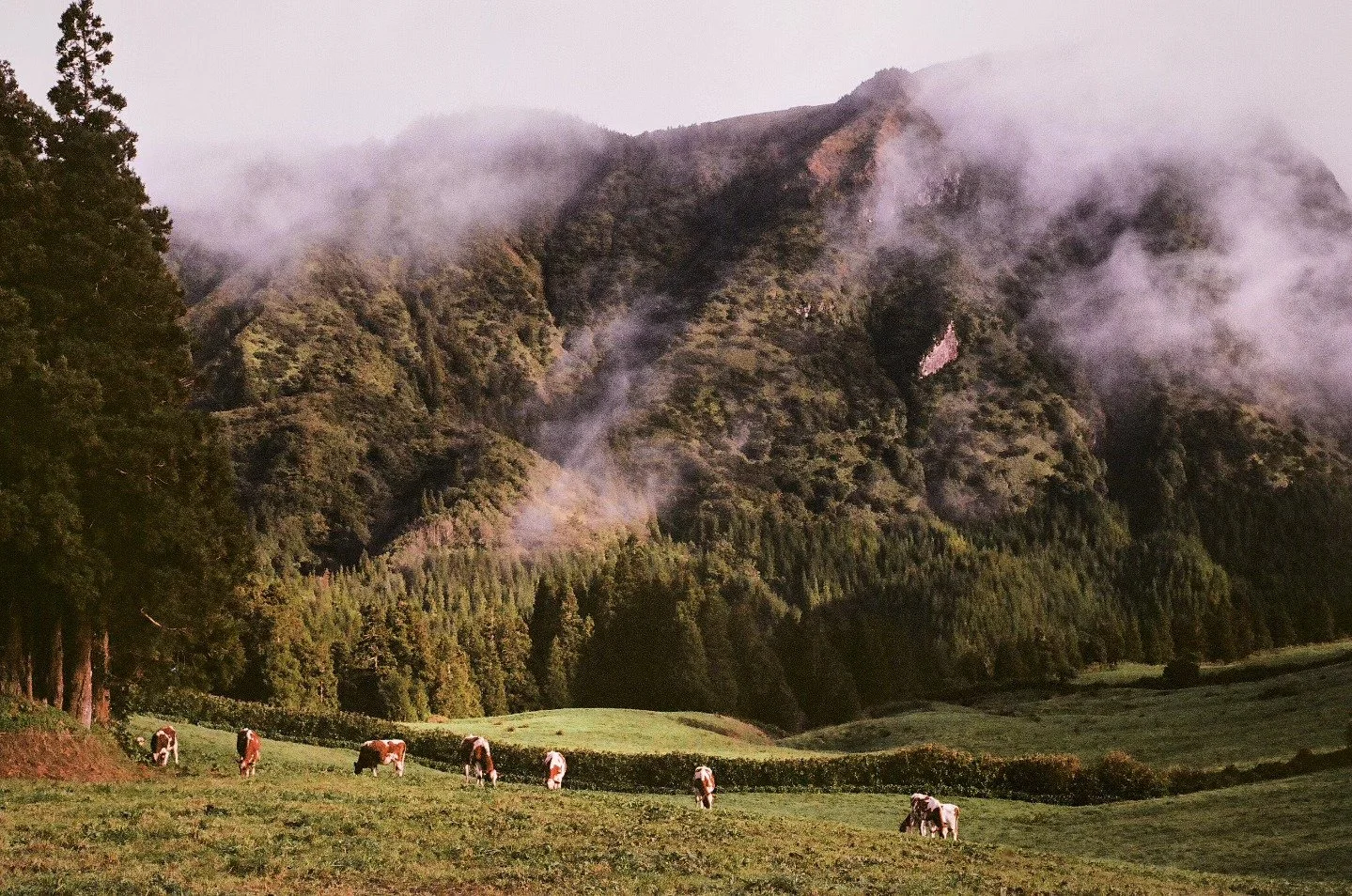 12.03.24

#35mmfilm #volcano #portugal #azores #nikonf2