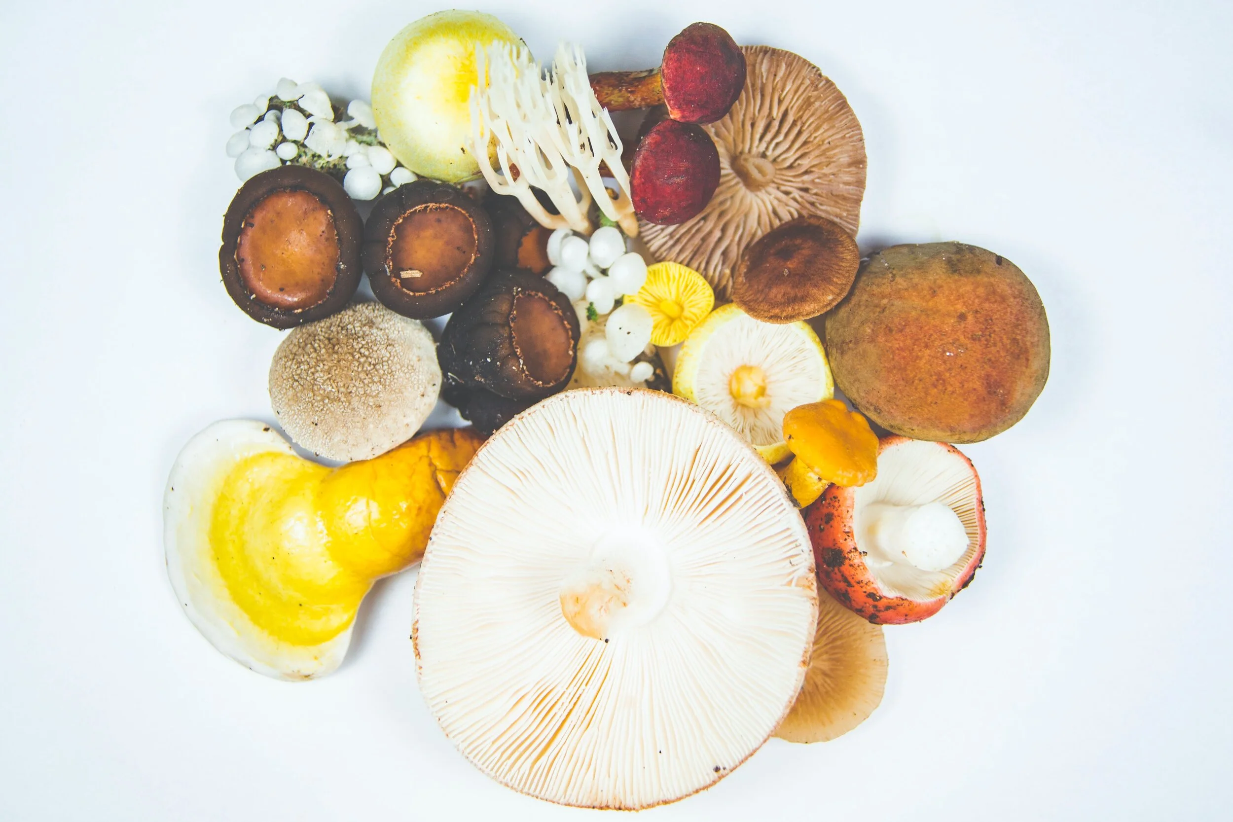 Now Trending: Medicinal Mushrooms 