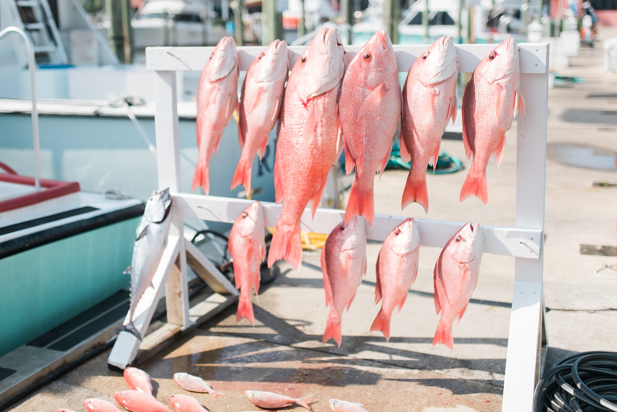 Lady-K-Charter-Fishing-PCB