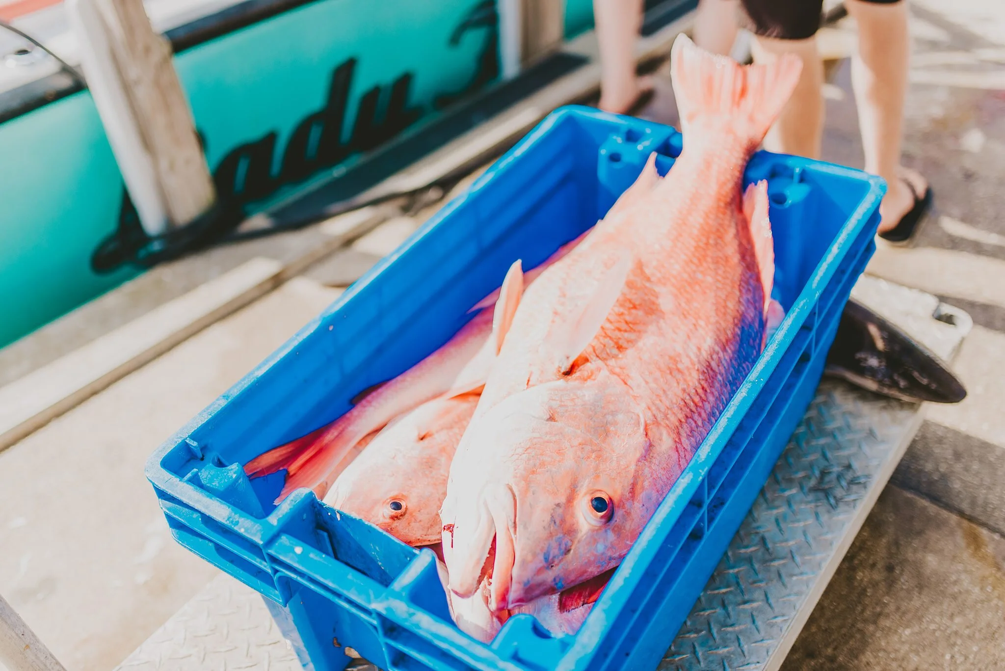 Lady-K-Charter-Fishing-PCB