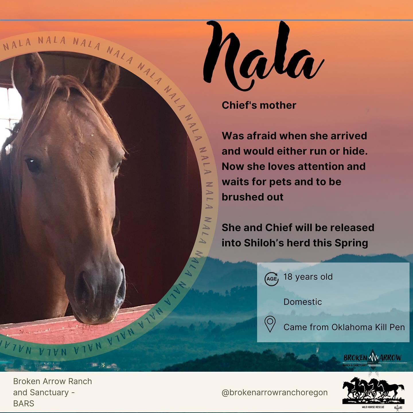 We love Nala! 🥰
.
.
.
#wildhorses #horserescue #horses #rescue #rescueanimals #savethehorses #freedom #safe #momma #ranch #nonprofit #inbend #bend #heart #love #power