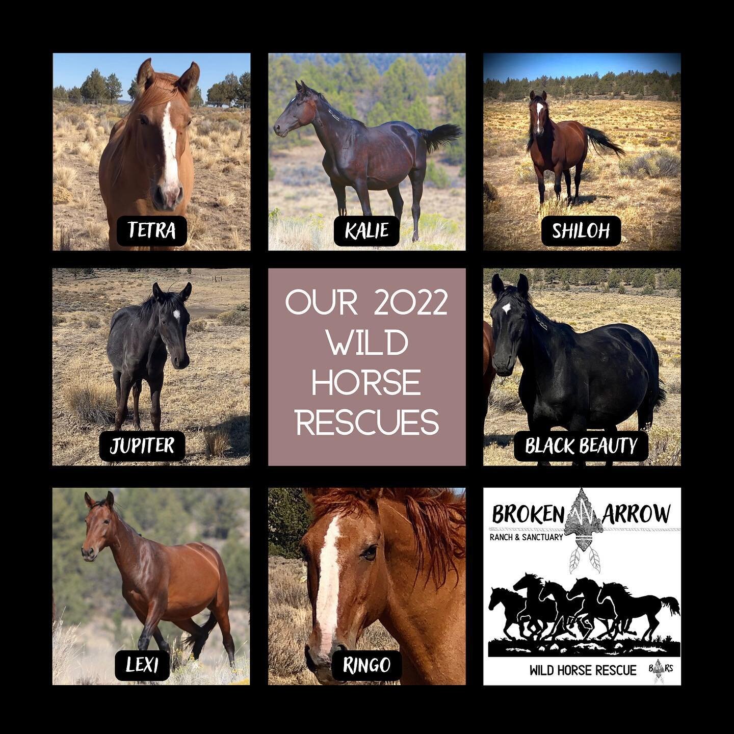 Our 7 sweet &ldquo;Wilds&rdquo; were captured by the Bureau of Land Management from their home range. These helicopter round ups are brutal and many horses die during the round ups.&nbsp;&nbsp;Once free to roam the lands, these sweet souls are now co
