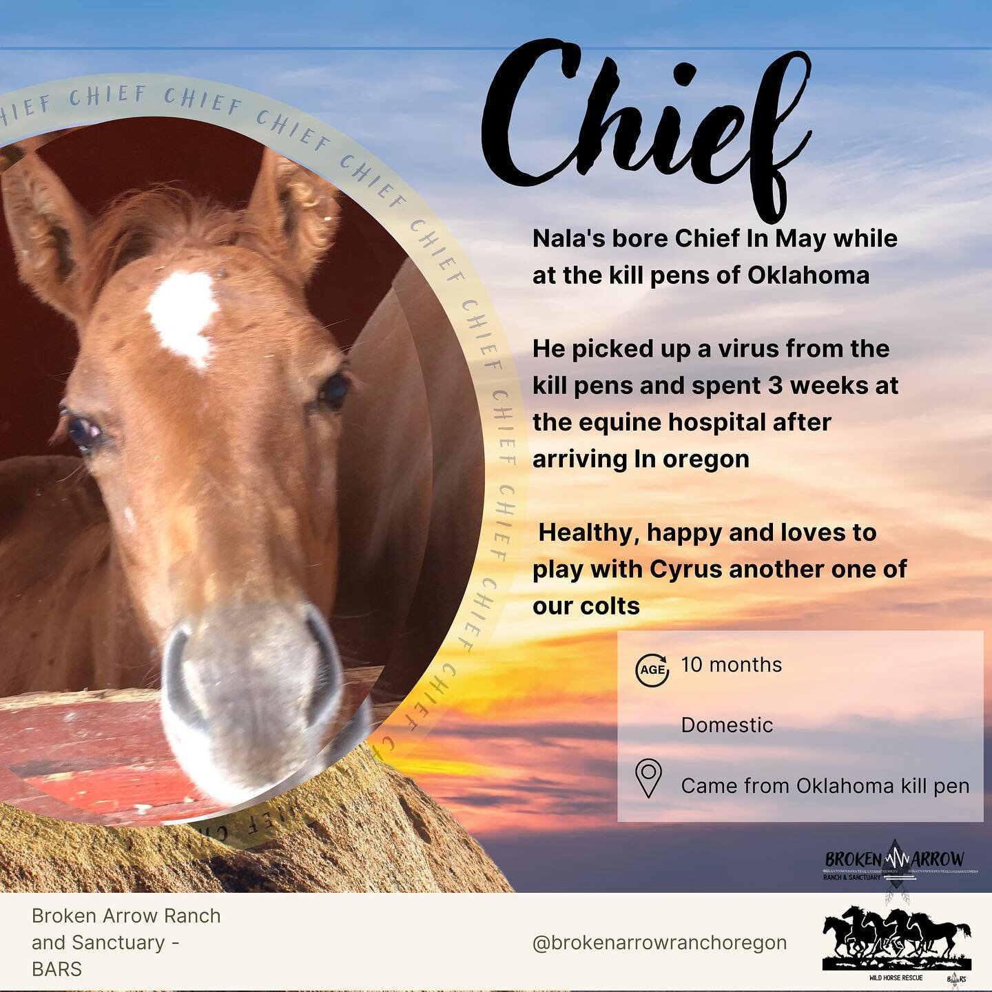 #wildhorses #rescue #freedom #savetheanimals #nonprofit #horse #horses #ranch #wildhorserescue #bend #inbend #bendrescue #safe #healing