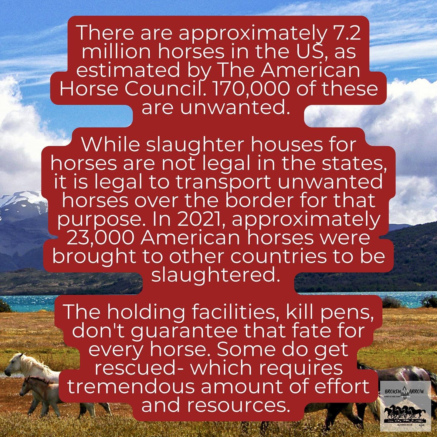 #savethehorses #wildhorses #endhorseslaughter #safeact #freedom #rescueanimals #inbend #bendoregon #nonprofit #safe #animals #horses