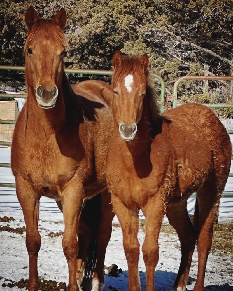 Mama Nala and Baby Chief enjoying the warmth of the sun out at the ranch. It&rsquo;s been very cold this past winter and a day&nbsp;with sunshine is much welcomed!!
.
.
.
#rescue #rescuehorses #savethehorses #killpen #wildhorses #horses #nonprofit #h