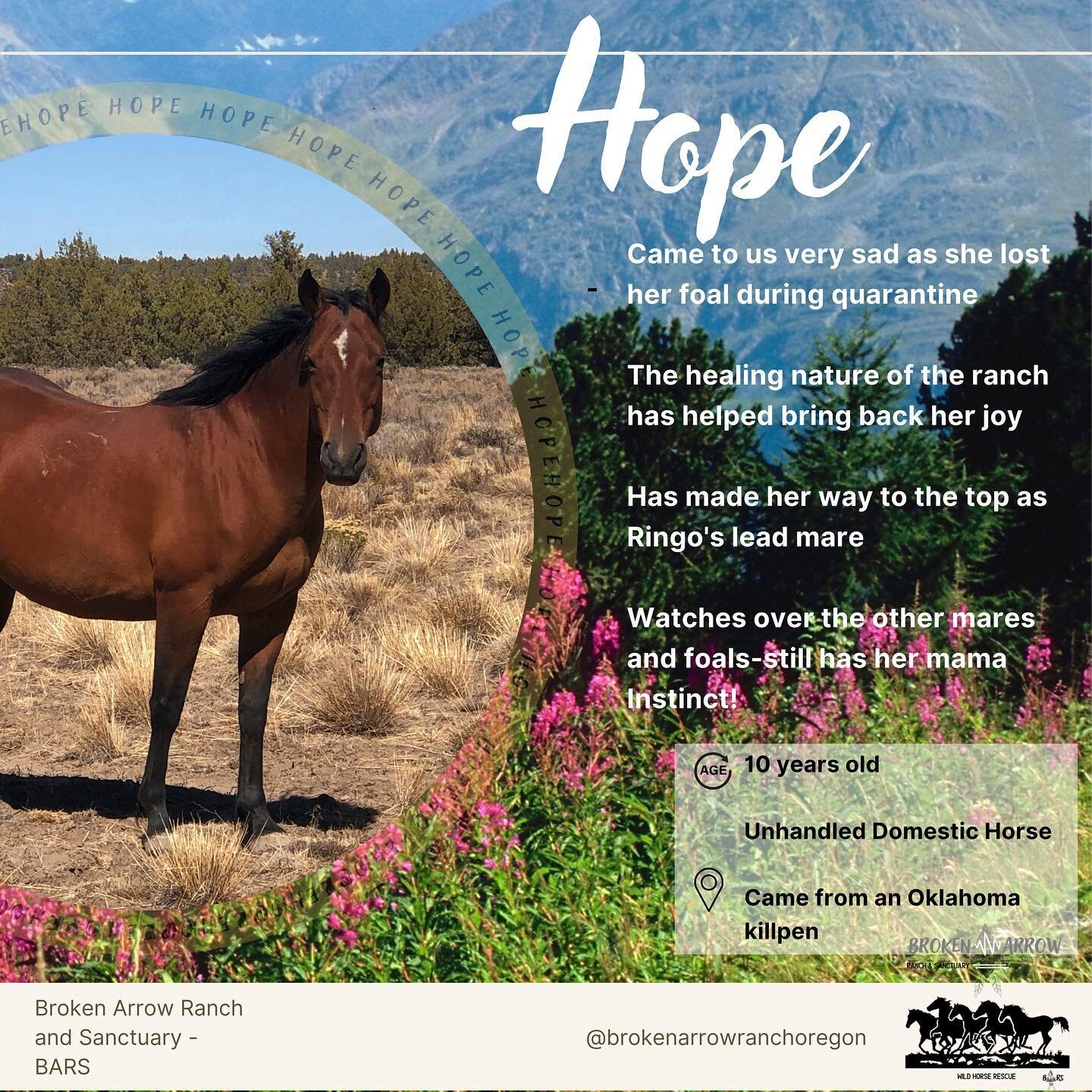 We could all use a little Hope!
.
.
.
#rescue #killpen #wildhorse #wildhorses #rescuehorse #rescueanimals #wildhorserescue #safeact #freedom #safe #ranch #bend #bendoregon #nonprofit