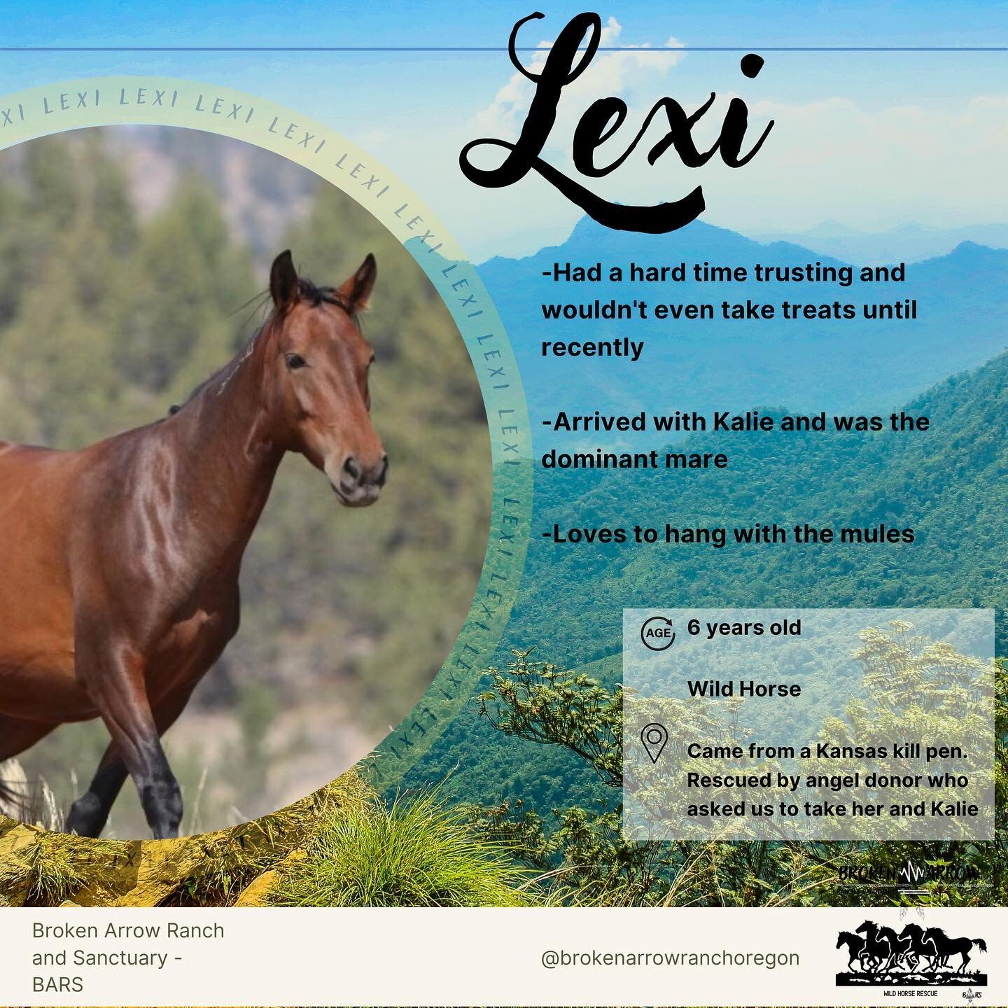 Meet Lexi!
.
.
.

#rescue #killpen #wildhorse #wildhorses #rescuehorse #rescueanimals #wildhorserescue #safeact #freedom #safe #ranch #bend #bendoregon #nonprofit #horses #inbend #healing