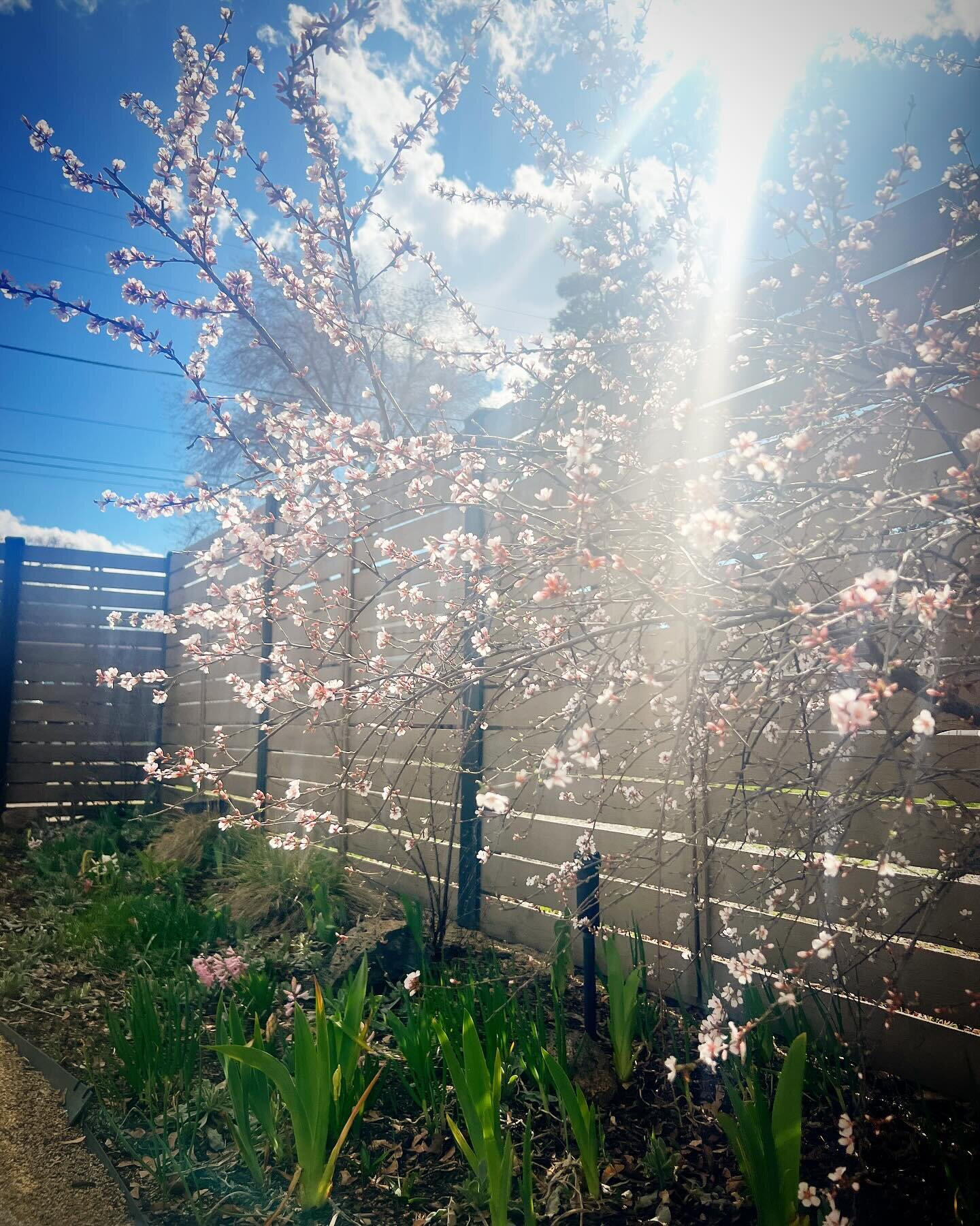 Happy ☀️ day! 
.
.
.
#happy #sunshine #warmth #getoutside #bend #bendoregon #bloom #flowers #garden #community #wellness