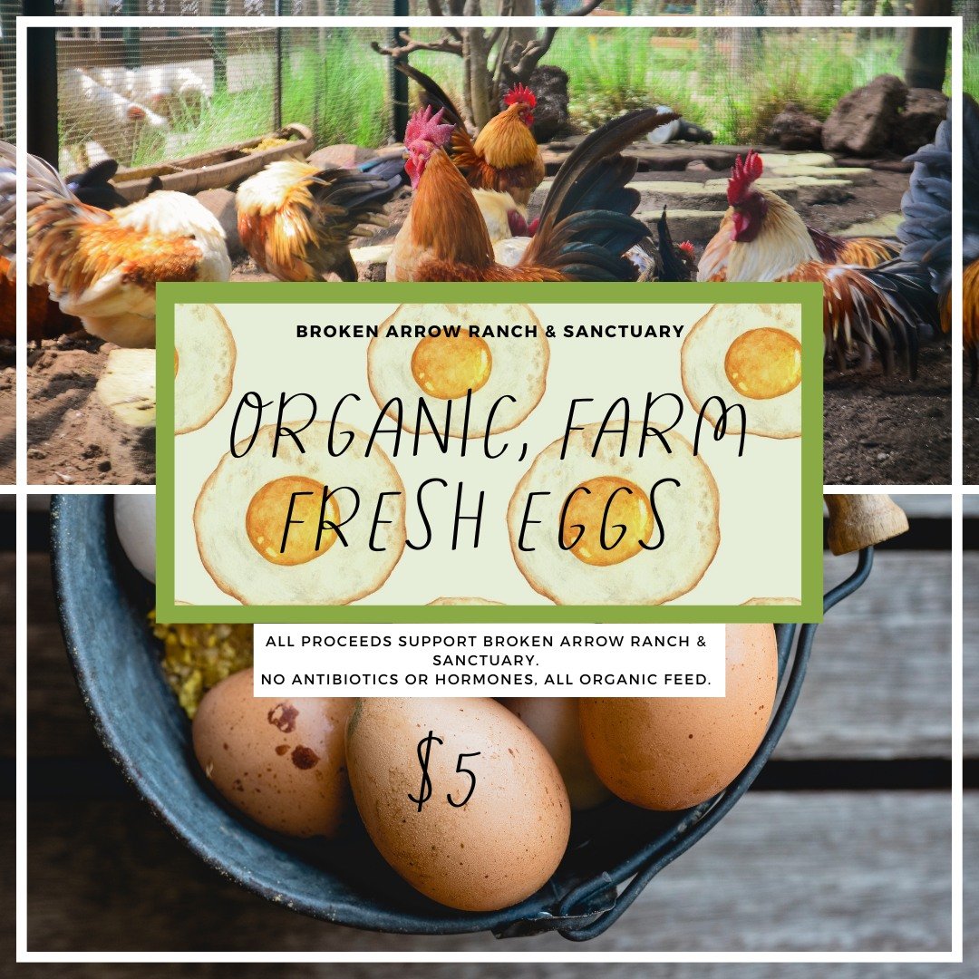 Get your hands on organic, farm-fresh eggs from Broken Arrow Ranch &amp; Sanctuary! 🥚🐓 

Just $5 for the freshest eggs, free from antibiotics and hormones. Plus, every purchase supports our wild horse sanctuary. 🌿💚

#fresheggs #wildhorses #wildho